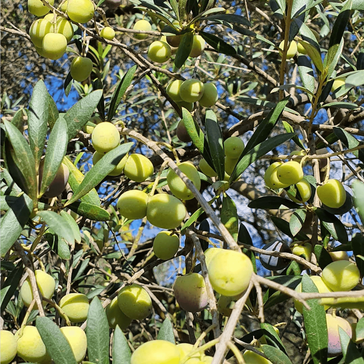 Miquel's Organic Olive Oil