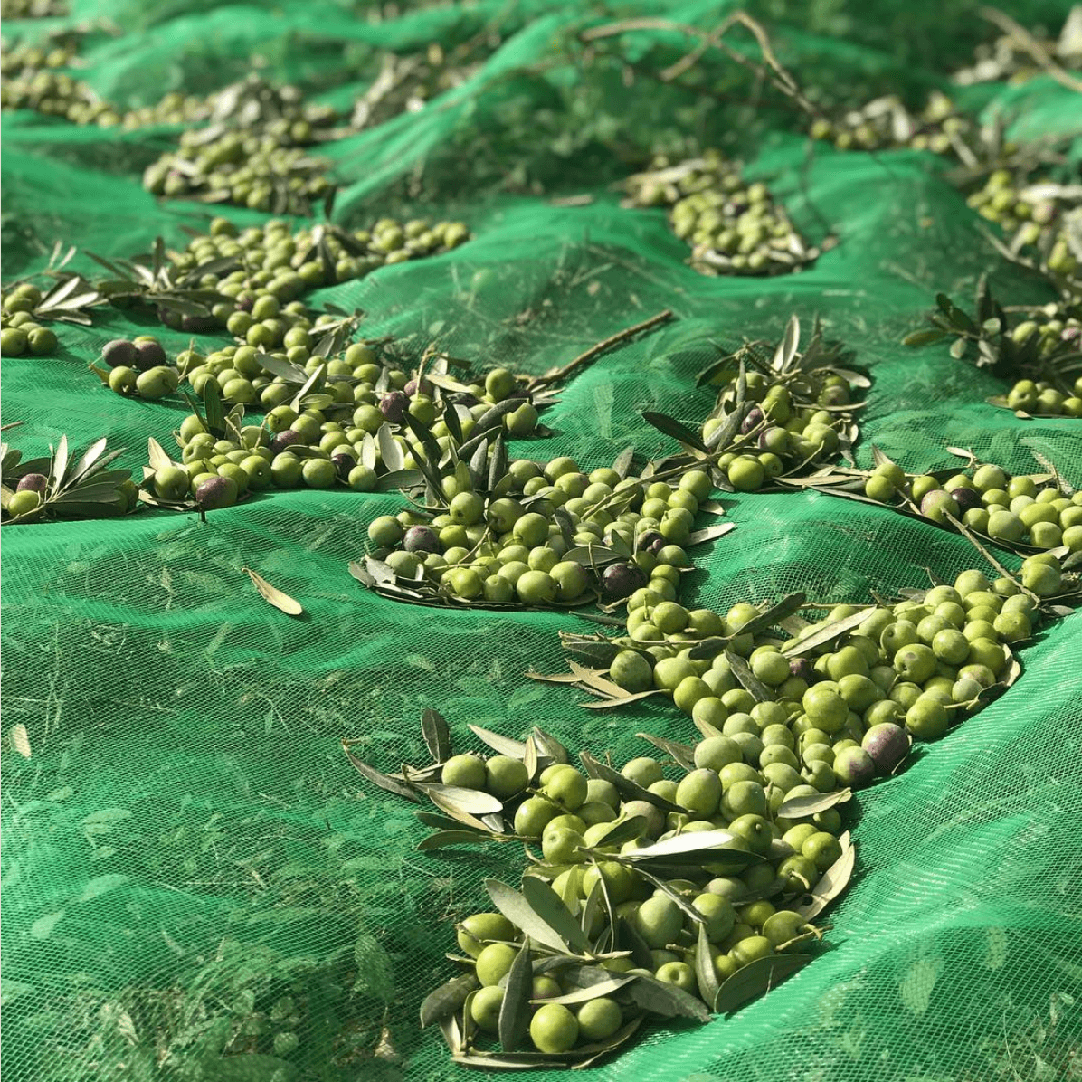 Miquel's Olive Oil Membership