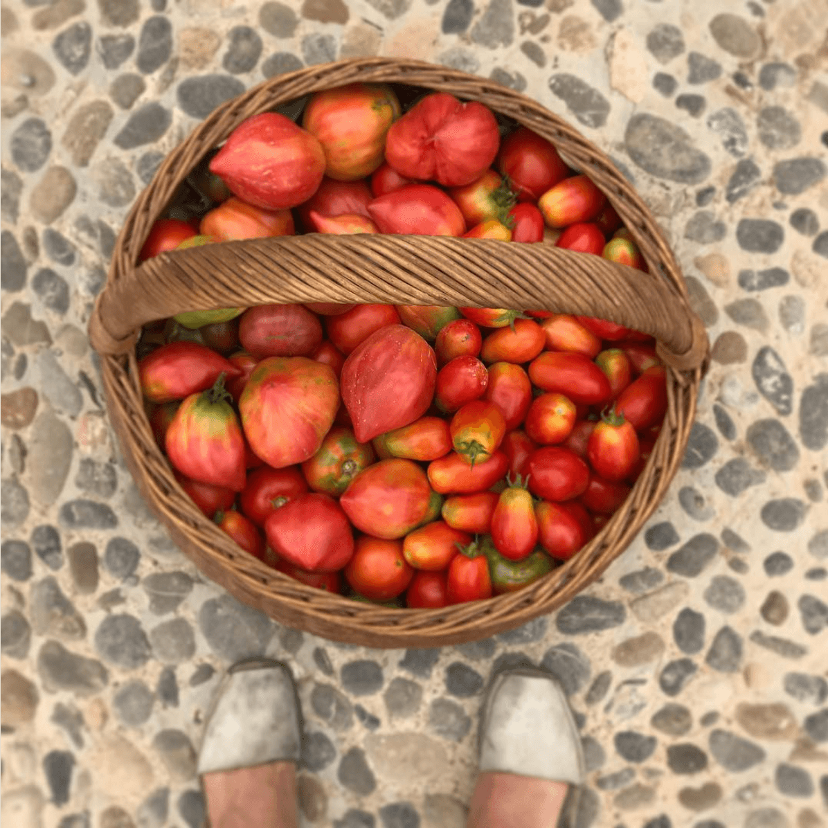 Miquel's Olive Oil Membership